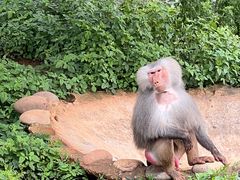 -云南野生动物园