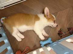 -翊宠yipet猫狗购宠庄园