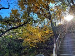 -大岭沟猕猴桃谷风景区