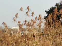 -丁香湖公园
