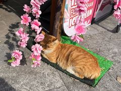 -句容茅山景区