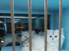 -FAELING PETS美天灵宠物(合生汇店)