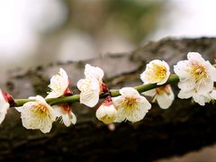 -东湖磨山景区
