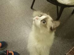 -猫色咖啡·猫咖