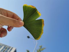 -肯德基(蓝桥店)
