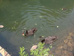 -长白岛森林公园