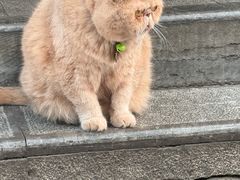 -卓尚品牛肉面(总店)