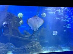 -江和美海洋公园