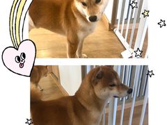 -南京Hallo宠物乐园·哈罗犬舍·柴犬繁育基地
