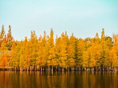 -白鹭湾湿地公园