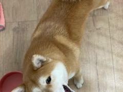 -CHEZ JASMINE 茉莉的氧气厨房