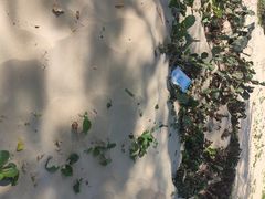 -三亚蜈支洲岛旅游区
