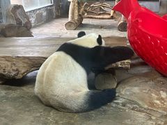 -海南热带野生动植物园