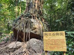 -莫里热带雨林景区