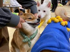 -逗柴咖啡屋·狗咖猫咖宠物桌游