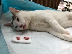 -灵美宠物诊所