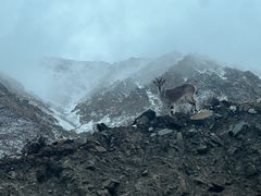-祁连山·岗什卡雪峰景区