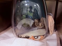 -艾吉宠物医院·疑难杂症转诊中心·猫友好(碧江路院)