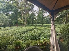 -野蔓果·山野菜(西湖景区·龙井茶田店)