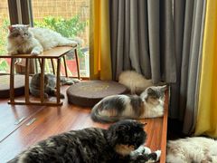 -楼上猫咖(罗湖店)