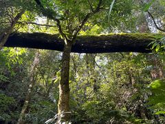 -云南屏边大围山国家公园