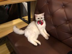 -共舞时光猫咖·狗咖(新街口店)