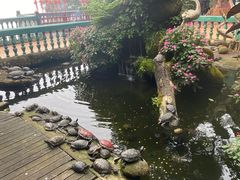 -云顶高原