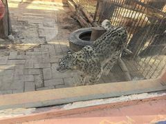 -青藏高原野生动物园