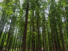 -黄海国家森林公园