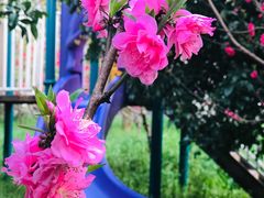 -南汇桃花村