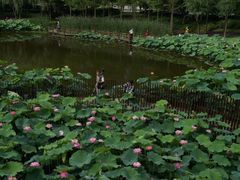 -陈家山荷花公园