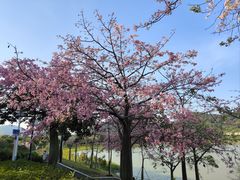 -风云岭森林公园