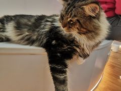 -COLOR PETS 撸猫馆·购猫·猫咖(长风大悦城店)