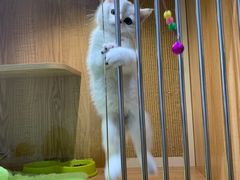 -老吴的猫·猫舍(新区店)