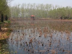 -微山湖红荷湿地景区