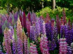 -上海滨江森林公园