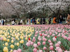 -苏州上方山国家森林公园