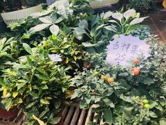 -秦美花卉(天朗·莱茵小城2期店)