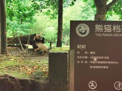 -都江堰中华大熊猫苑