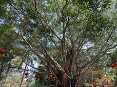 -海南热带野生动植物园