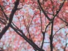 -艾蜜西餐厅(梅园店)