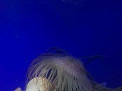 -南昌海洋公园