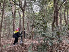 -紫金山山顶公园