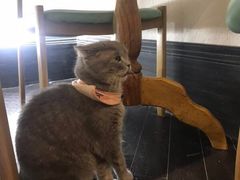 -猫色咖啡·猫咖