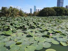 -艾溪湖湿地公园