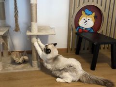 -南京Hallo宠物乐园·哈罗犬舍·柴犬繁育基地