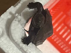 -奥体中心游泳馆