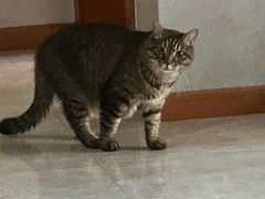 -瑞派名望24h动物医院异宠专科·猫专科·骨科·重症监护分院