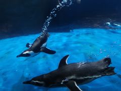 -海合安武汉极地海洋公园