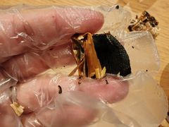 -纳鲁孜·新疆特色餐厅(上海悦荟广场店)